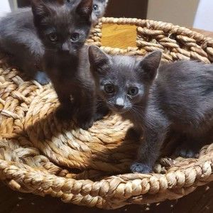 Meet your Posher, Johnny